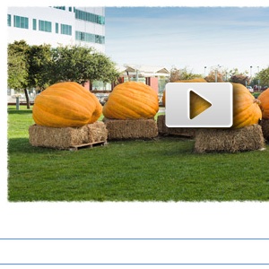 Des Googlers se taillent des citrouilles pour le Doodle du jour et célèbrer Halloween !