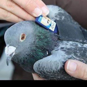 ‘Pigeon voyageur’, une alternative à Megaupload : 64Go en 2h42mn…