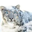 apple est il sur le point de mettre fin a son support a os x snow leopard 1