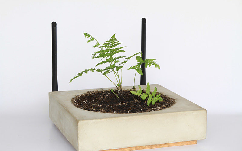 envie de faire pousser une plante sur votre routeur 1