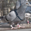 pigeon voyageur une alternative a megaupload 1