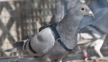 pigeon voyageur une alternative a megaupload 1