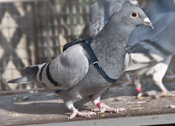 pigeon voyageur une alternative a megaupload 1