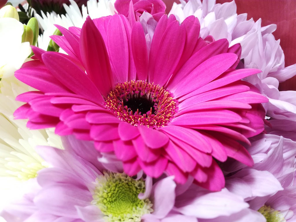 Voici un nouveau smartphone nommé 5C, mais il est fait par Honor 58 Honor 5C Sample Flowers Macro