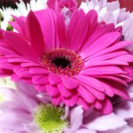 Honor 5C Sample Flowers Macro