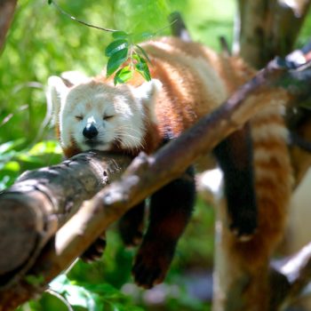 red panda 1159873 1280