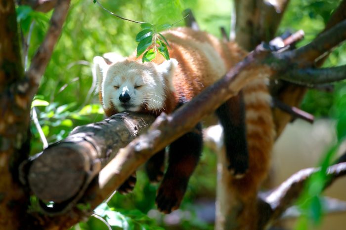Mozilla va enfin abandonner Flash le mois prochain