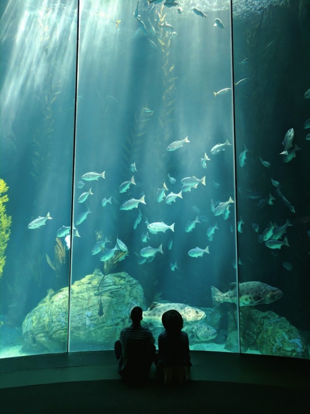 Google exhibe la caméra du Pixel avec d'étonnantes images et vidéos 4K ! 54 11