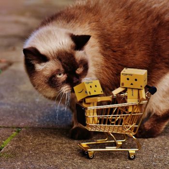 danbo 1865356 1920
