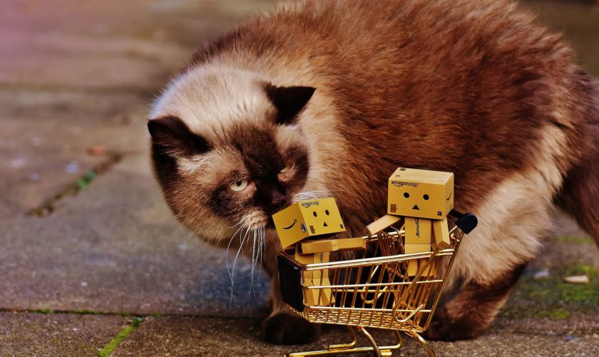 Rush de Noël : les ventes flash de Amazon sont assez folles ! 97 danbo 1865356 1920