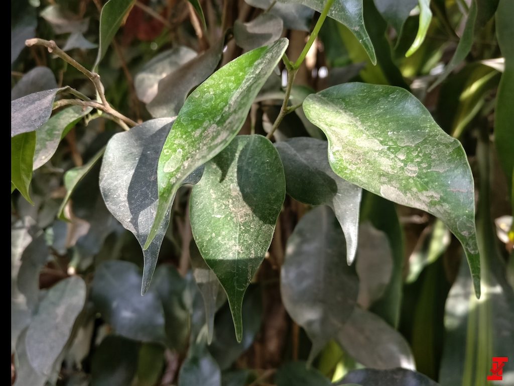 oneplus 5 pretendus echantillons camera 2