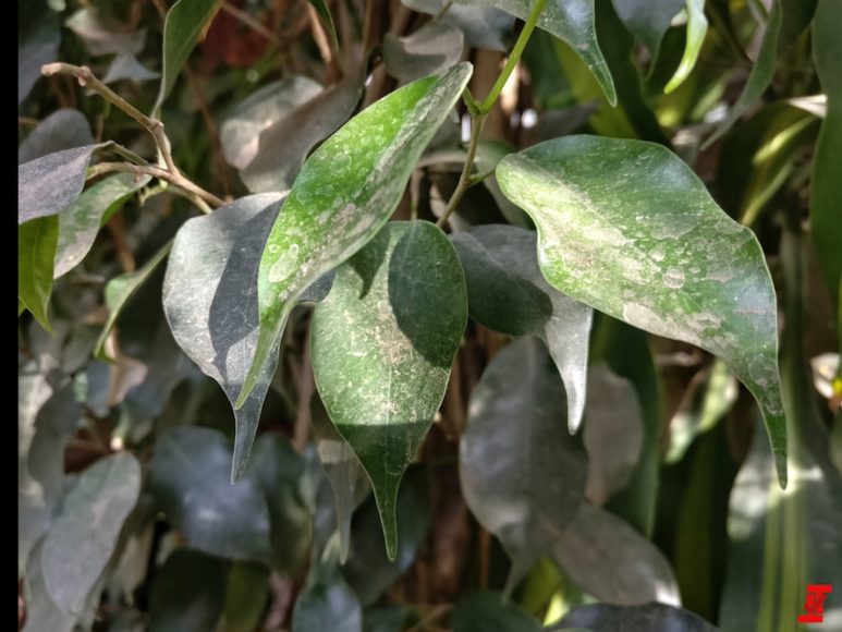 oneplus-5-pretendus-echantillons-camera-2 oneplus 5 pretendus echantillons camera 2