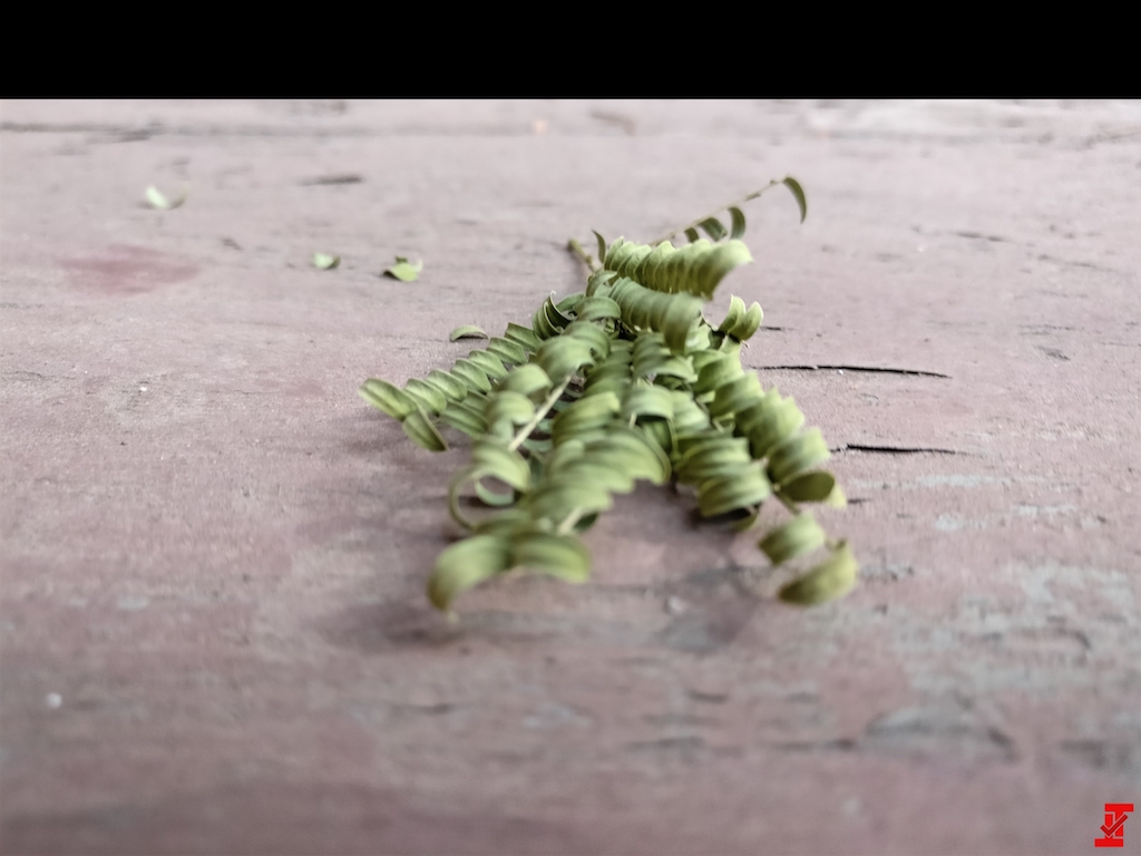 oneplus-5-pretendus-echantillons-camera-5 oneplus 5 pretendus echantillons camera 5