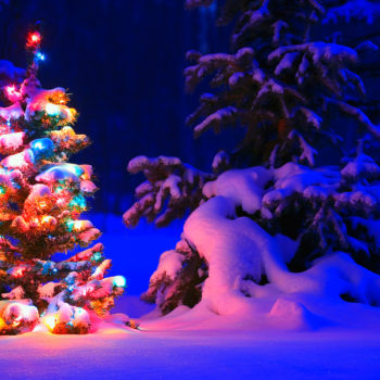 snowy christmas tree lights wide