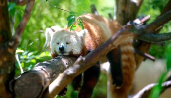 red panda 1159873 1280