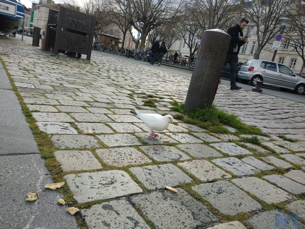 Xiaomi mi A1 Photos 04