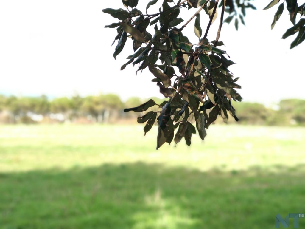 Xiaomi mi A1 Photos 07