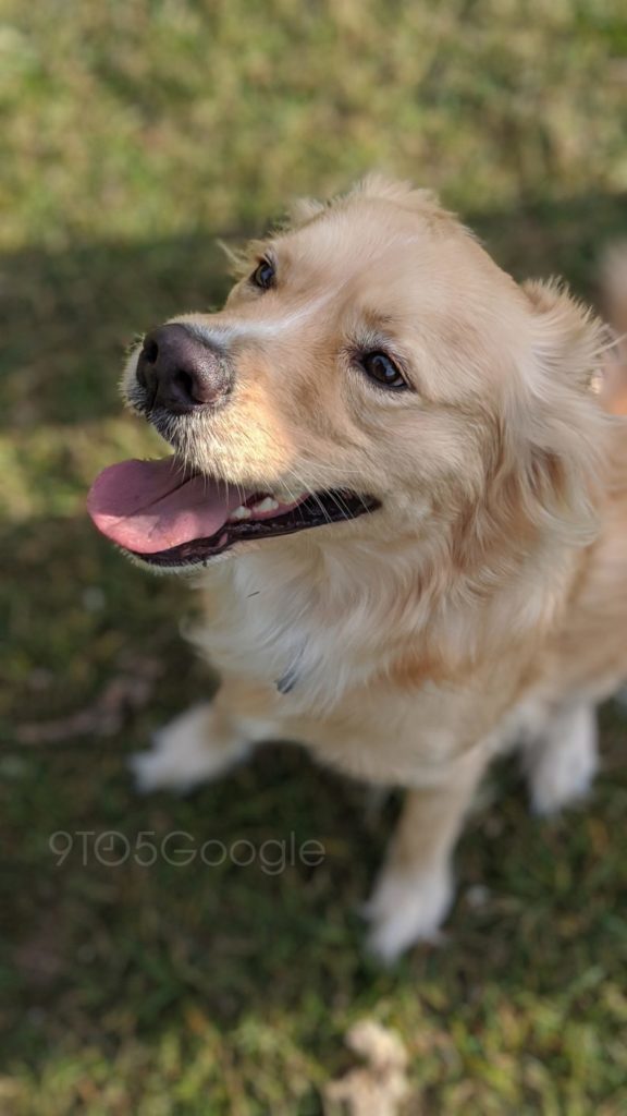 Pixel 4 : quelques échantillons de la caméra assez bluffants 54 pixel 4 camera sample portrait 2