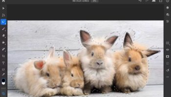 Selection Bunnies.0