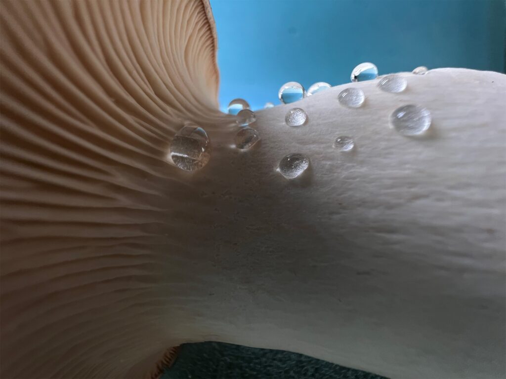 La caméra de l'iPhone 13 Pro détaillée : voici ce qu'il y a de nouveau 65 Apple iPhone 13 Pro Mushroom 091