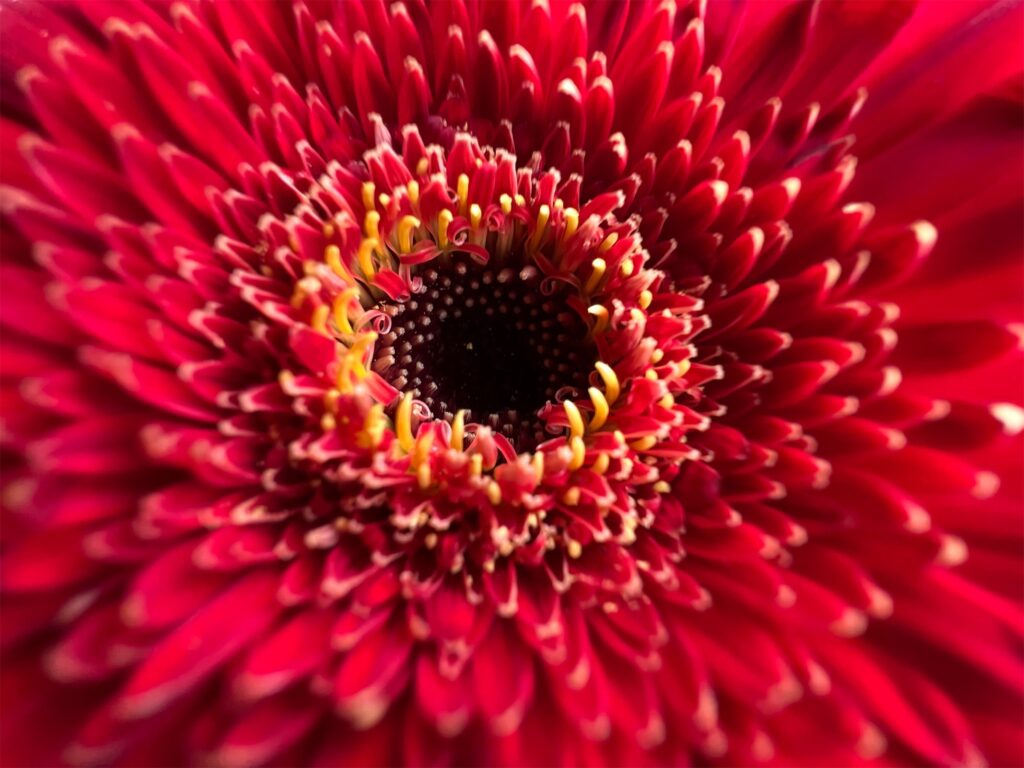 La caméra de l'iPhone 13 Pro détaillée : voici ce qu'il y a de nouveau 63 Apple iPhone 13 Pro Red Flower 0