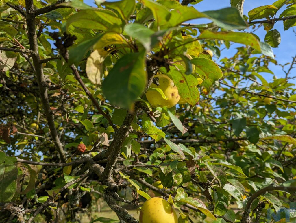 Pixel 6 P 27