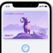 apple digital id cards ios 15