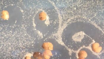 self replicating robots