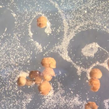 self replicating robots