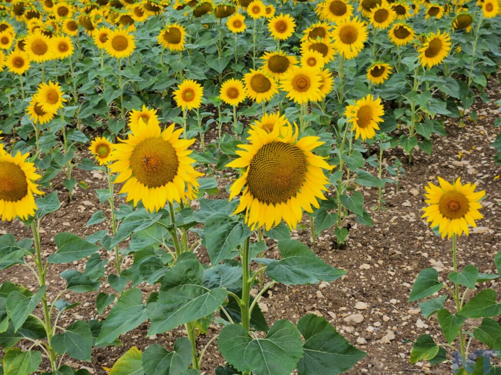 Galaxy Z Fold 4 Photos 19