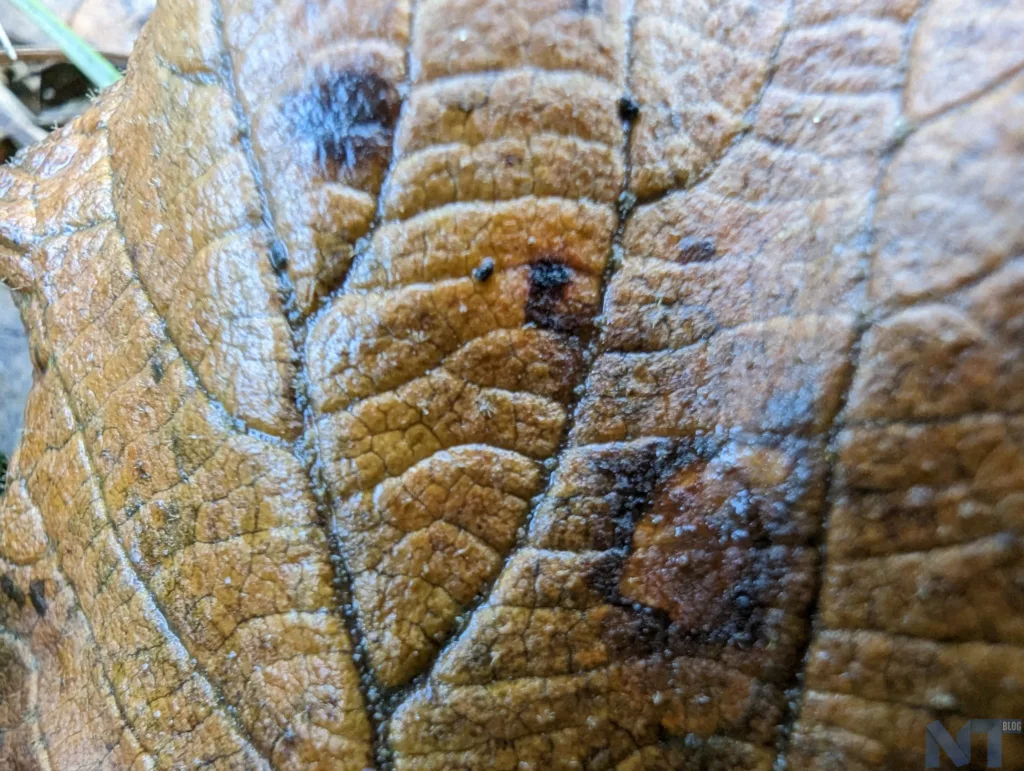 Test du Google Pixel 7 Pro : un véritable fleuron Android ! 38 Pixel 7 Pro Photos 32