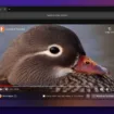 DDG Windows Duck Player