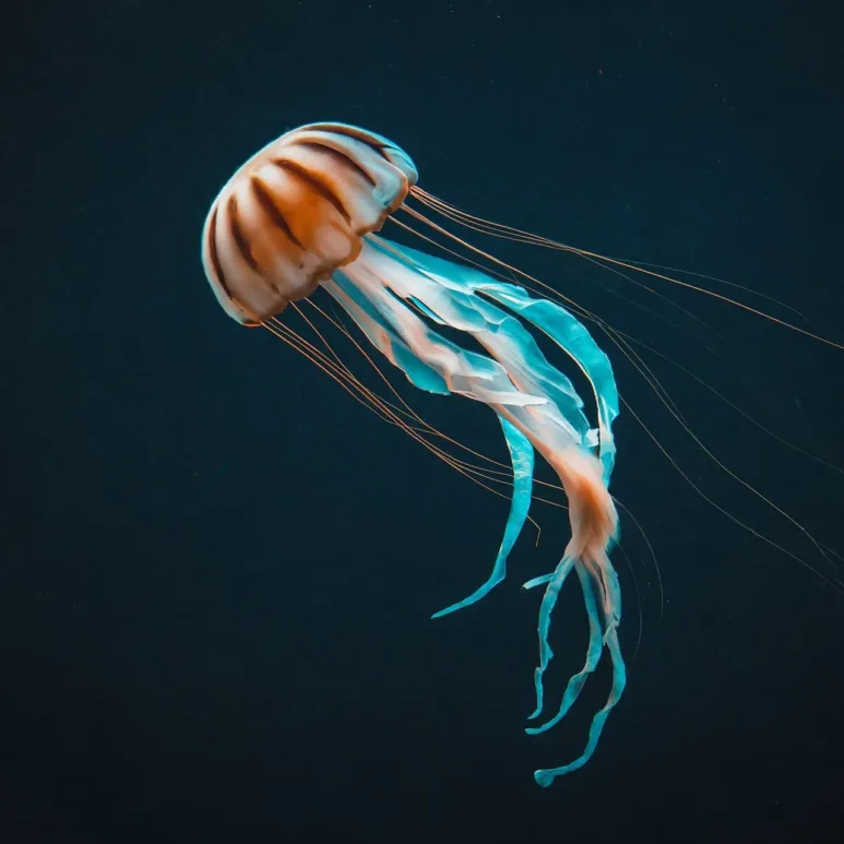 Watermarked a jellyfish on a black background 1 jpeg
