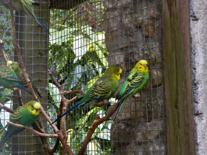 Honor_Magic_V5_P_2 Honor Magic V5 P 2