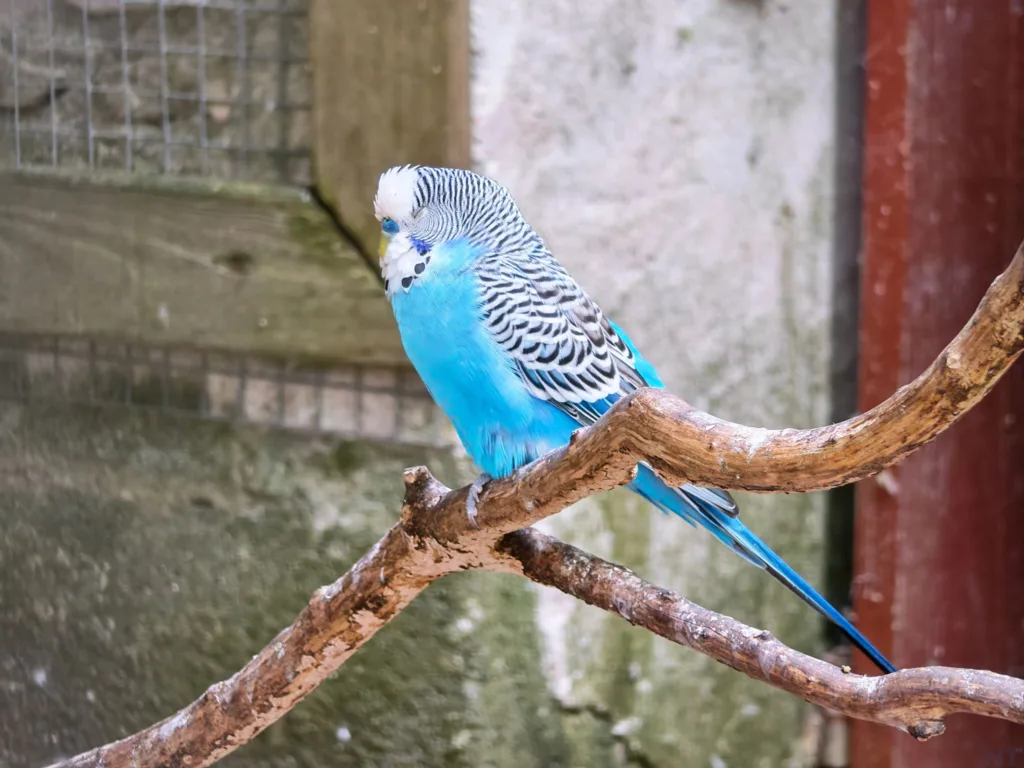 Honor Magic V5 P 3