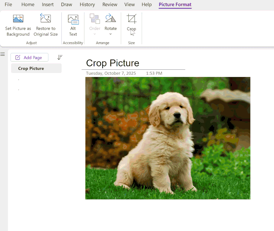 OneNote pour Windows ajoute enfin un outil de recadrage d’images 48 CropPictureMicrosoftOneNoteonWindows 3