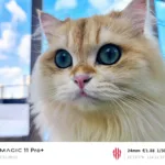 RedMagic 11 Pro+ : un smartphone gaming… qui veut aussi devenir un champion de la photo 50 csm RedMagic 11 Pro camera sampl 1