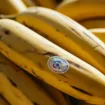 Nano Banana : Google révèle l'origine du nom viral de son IA d'image
