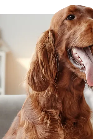 Google Home apprend désormais à reconnaître vos animaux de compagnie grâce à Gemini
