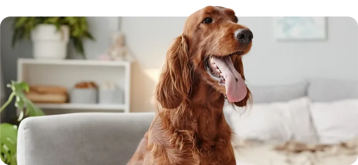 Google Home apprend désormais à reconnaître vos animaux de compagnie grâce à Gemini
