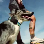 fi ultra le collier qui connecte votre chien sur les satellites starlink pour ne plus jamais le perdre 1
