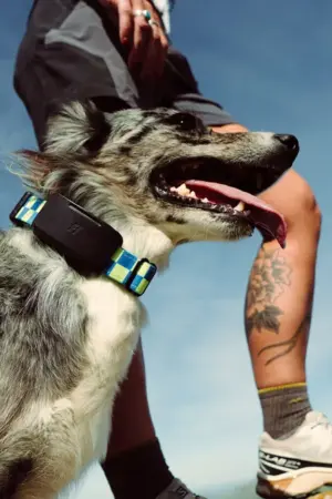 Fi Ultra : le premier collier connecté pour chiens compatible avec le réseau satellite Starlink 62 Fi Ultra : le premier collier connecté pour chiens compatible avec le réseau satellite Starlink