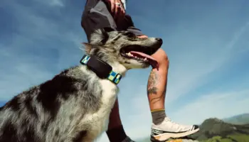 Fi Ultra : le premier collier connecté pour chiens compatible avec le réseau satellite Starlink