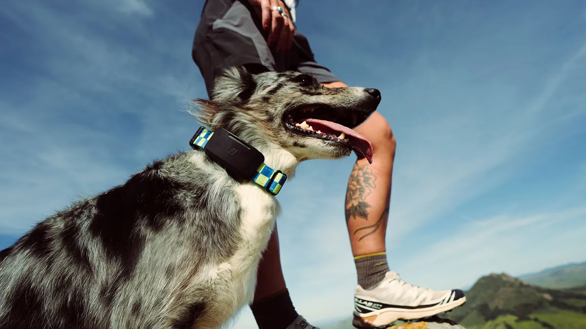 Fi Ultra : le premier collier connecté pour chiens compatible avec le réseau satellite Starlink
